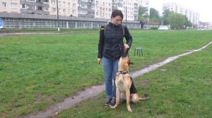 Овчарка Грей. Занятие по дрессировке (ОКД): команды Ко мне, Рядом. Тольятти, 21 мая 2017.