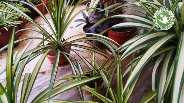 pandanus plant care | easy to maintain | outdoor & indoor plant