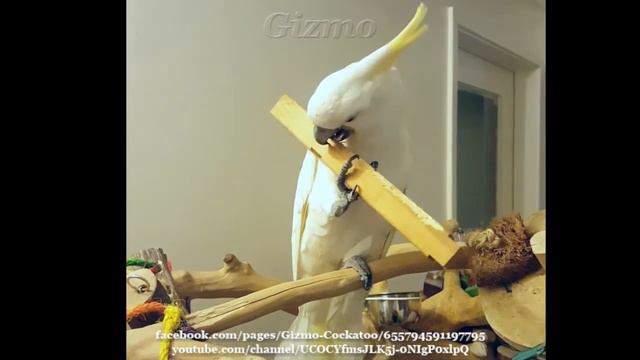 Gizmo Cockatoo - Chewing Up Wood Like Butter смотреть онлайн