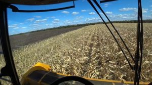 New Holland TC 5.90 - трудности уборки кукурузы жаткой для подсолнуха.