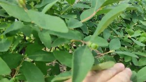 Жимолость Бореал Бист 2023