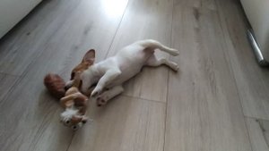 Джек- рассел щенок в 2 месяца выполняет команды.