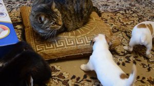 Джек Рассел Терьер и кошка