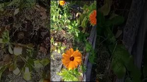 Цветы - Календула