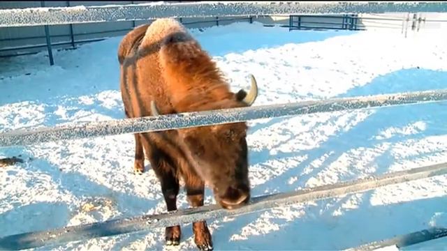 Книга рекордов Зоопарка смотреть онлайн