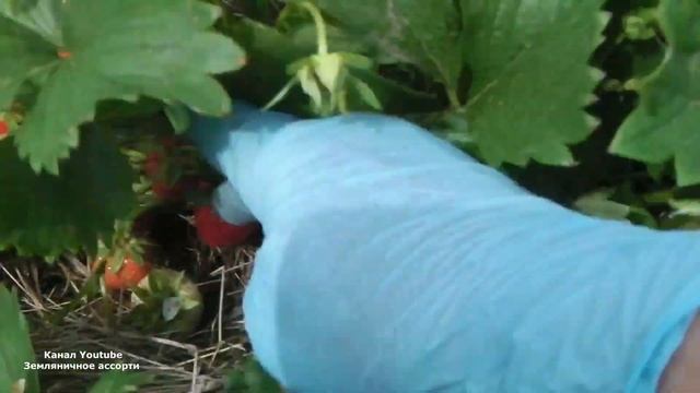 ЗЕМЛЯНИКА  НАГАОКО  ЗЕМЛЯНИКА СВИТ ЭВИ  ВИДЕООБЗОР  ДЕГУСТАЦИЯ