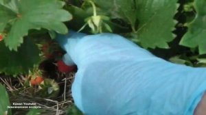 ЗЕМЛЯНИКА НАГАОКО ЗЕМЛЯНИКА СВИТ ЭВИ ВИДЕООБЗОР ДЕГУСТАЦИЯ