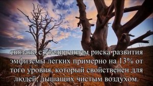 Озон в городском воздухе назвали одной из причин хронической болезни легких  — Статья