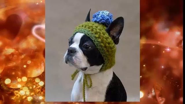 шапки и шляпы для собак смотреть онлайн