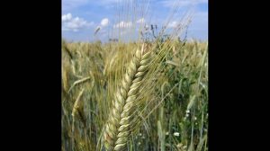 Песенка про колосок