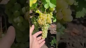 Сорт винограда Довга, конец июля,@Krasokhina