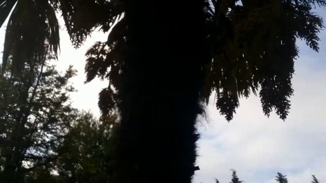 Лазаревка......парк, весна, май!