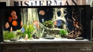 Top 5 Best Home Aquarium for Discus | Unbelievable Discus Tank