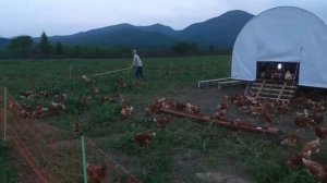 Обучаем пастбищных кур заходить в мобильный курятник