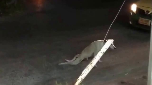 Собака притворяется что поесть типа она ранена в аварии прикол смотреть онлайн