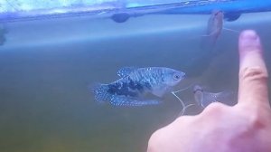 перламутровый гурами или белая гурами