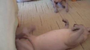 Вязка красивых сфинксов. Начало Кошка завлекает кота