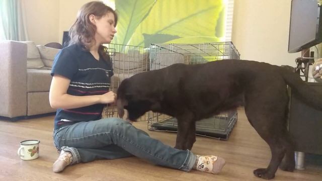 Как отучить собаку писаться, грызть вещи. О клетке: применение смотреть онлайн