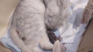 Роды кошки