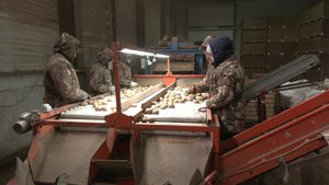 Санкции не страшны: фермеры Марий Эл готовятся к летнему сезону