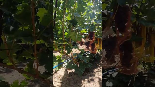 Виноград " Дынька " О.М Писанки. В условиях Казахстана город Алматы. смотреть онлайн