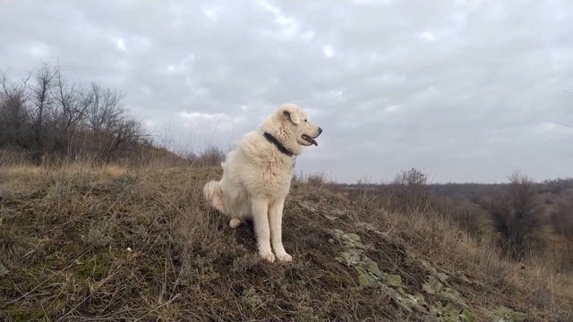 Прогулка с Маремма Абруццкой овчаркой.Walk with Maremmа Abruzzi Shepherd Dog смотреть онлайн
