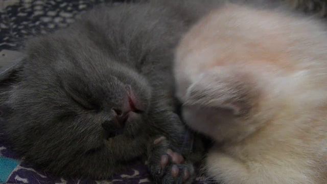 СПОКОЙНОЙ НОЧИ ПРИЯТНЫХ ВАМ НОВ ОТ КОТЕЯ смотреть онлайн