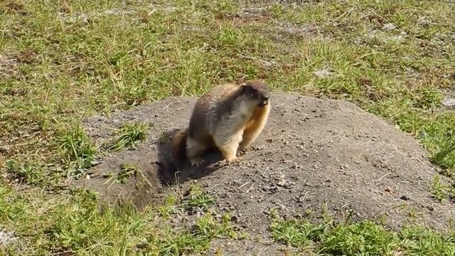 Камчатский тарбаган или черношапочный сурок (камчатский подвид). Занесен в Красную книгу РФ. смотреть онлайн