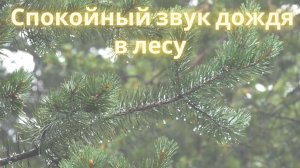 Дождь в лесу | Спокойный звук дождя | Расслабляющий звук | Rain in the Forest | Calm Rain Sound