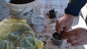 Корневые почки малины! Как правильно посадить корневые почки малины! /Размножение малины/!