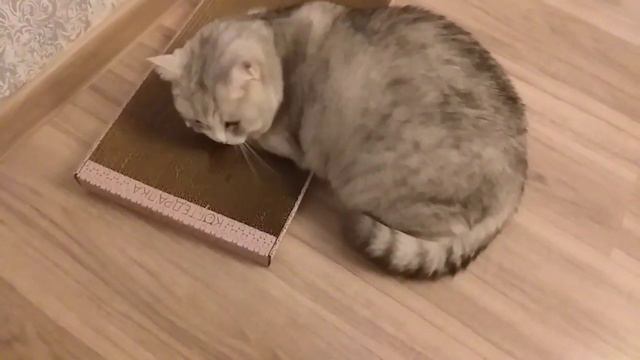 Приобрели классную когтедралку для котика!👍 смотреть онлайн
