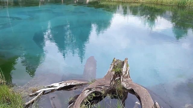 Гейзеровое озеро  на  Горном Алтае. Серебряное озеро. Природа Горного Алтая.