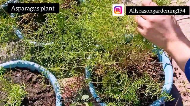 Permanent Plants Grow In February/How To Grow Asparagus Plant In February/plants grow in