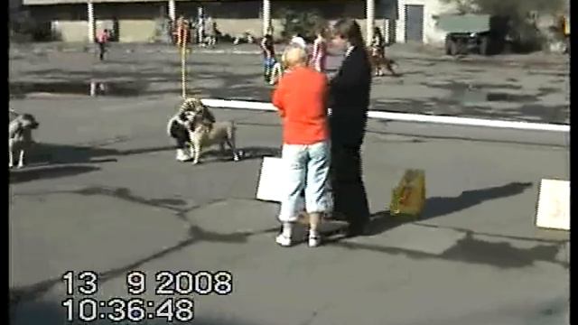 Всероссийская выставка собак 13.09.2008 Владивосток смотреть онлайн