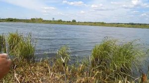 👍 ИЗУМИТЕЛЬНЫЙ КЛЁВ🐟🐟🐟КАРАСЯ НА ДОНКУ С РЕЗИНОВЫМ АМОРТИЗАТОРОМ
