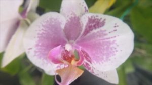 PHALAENOPSIS ORCHIDS BY DR L JOSE