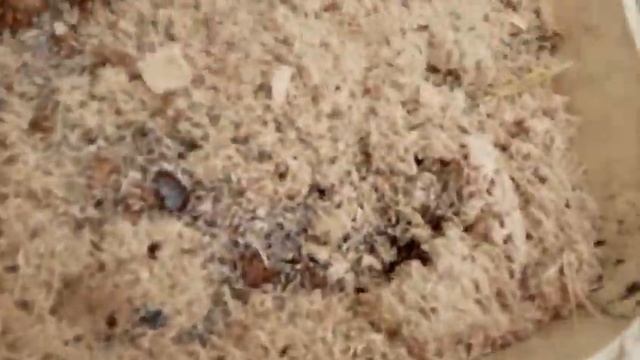 Мечта червяка на картошке смотреть онлайн