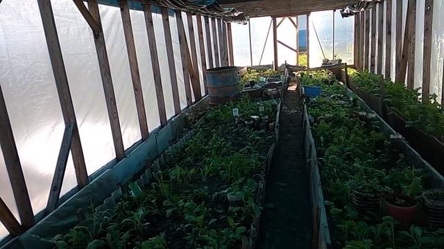 ТЕПЛИЦЫ 3 на 4 из поликарбоната