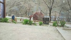 Кабкхои Шикори дар н.Дарвоз 2020 Каменная Куропатка (Кеклик)в Таджикистане2020.Keklik in Tajikistan