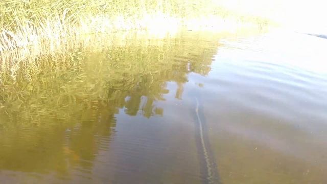 Подводная охота. Березовые острова. Финский залив. Приморск смотреть онлайн