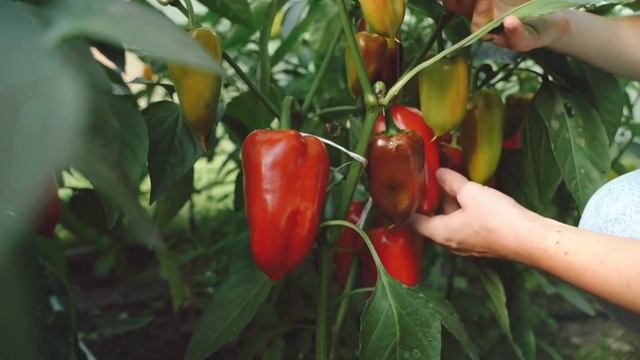 Учим Овощи и Фрукты на английском Ананас Яблоко Гранат Киви Помидор Развивающие Мультики для Детей