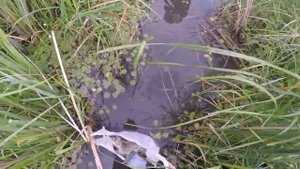 Карась на мормышку летом