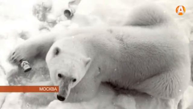 Чтобы узнать об Арктике надо ехать в Москву 24.03.2015 смотреть онлайн