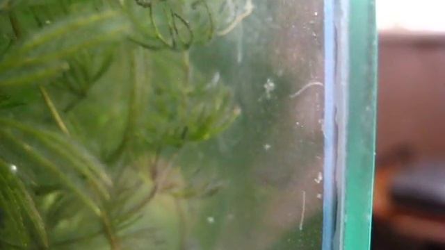 Непонятная хрень на стенках аквариума смотреть онлайн