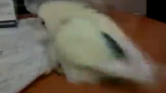 Птичье одиночество смотреть онлайн