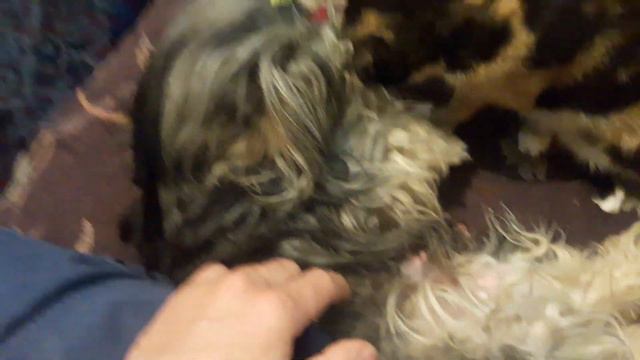 Собака кормит кошку молоком смотреть онлайн