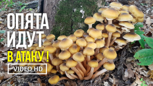 ОПЯТА ИДУТ ! В АТАКУ !  16 октября 2021 года. Сбор медовых опят (Armillaria mellea).