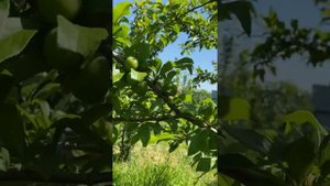 Алыча Июльская роза. 13 июня 2022. Самарская область