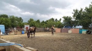 Лошадь лягается. Что делать, как быть ?