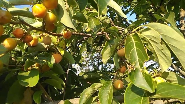 опылитель в кроне хурмы смотреть онлайн